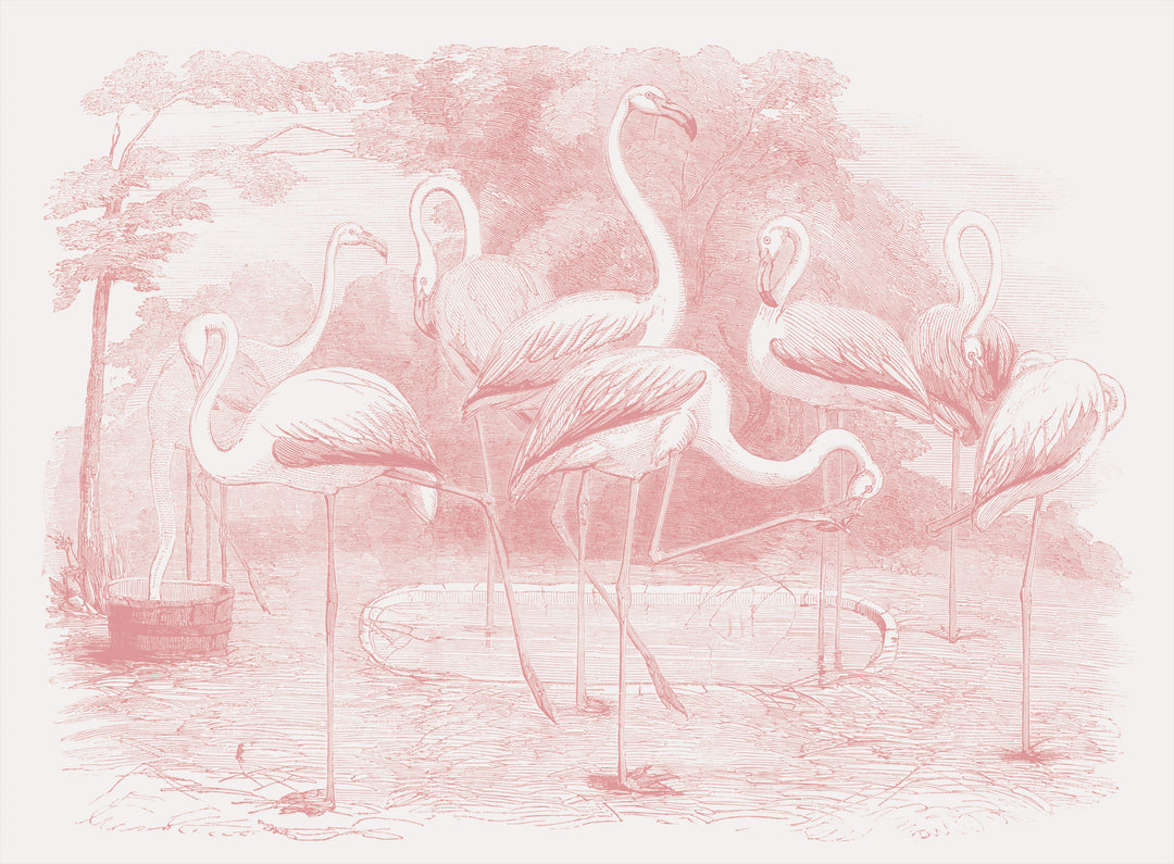 Regent Park Flamingos