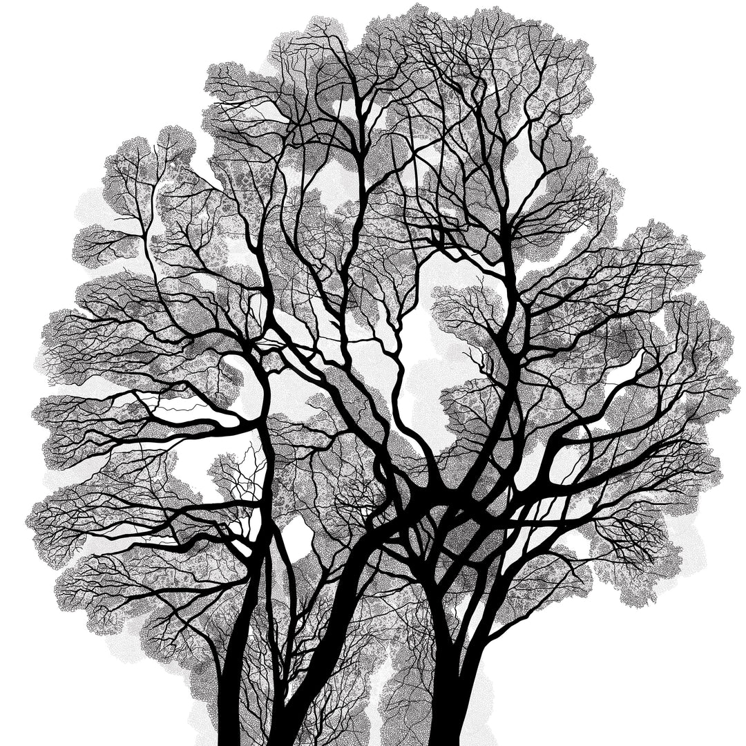 Black Oak