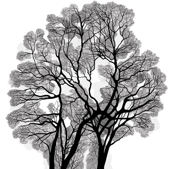 Black Oak