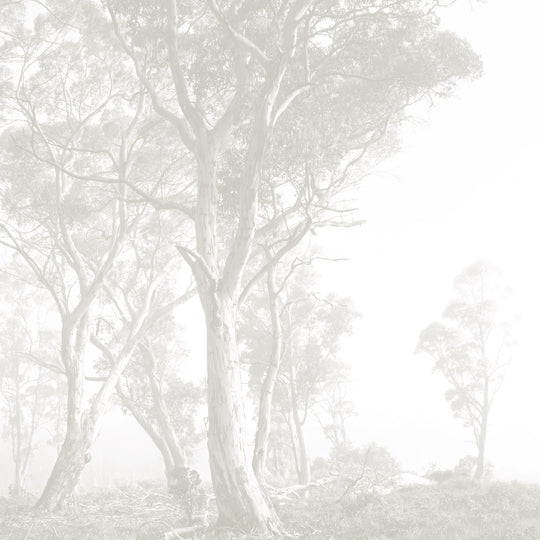 Bushland Taupe