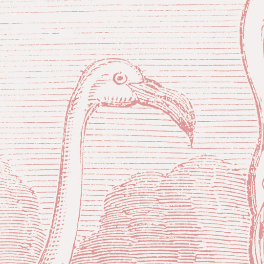 Regent Park Flamingos