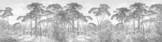 Umbrella Pines Study - Pale Ash