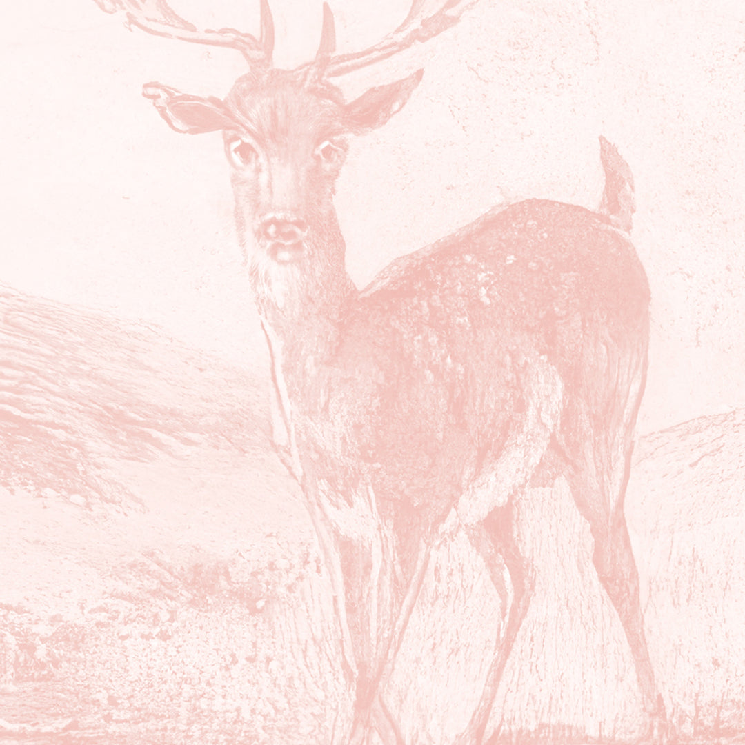 Beech Tree Springs Series II - Blush