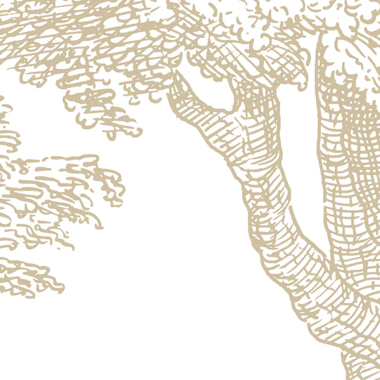 Babbling Brook - Honey