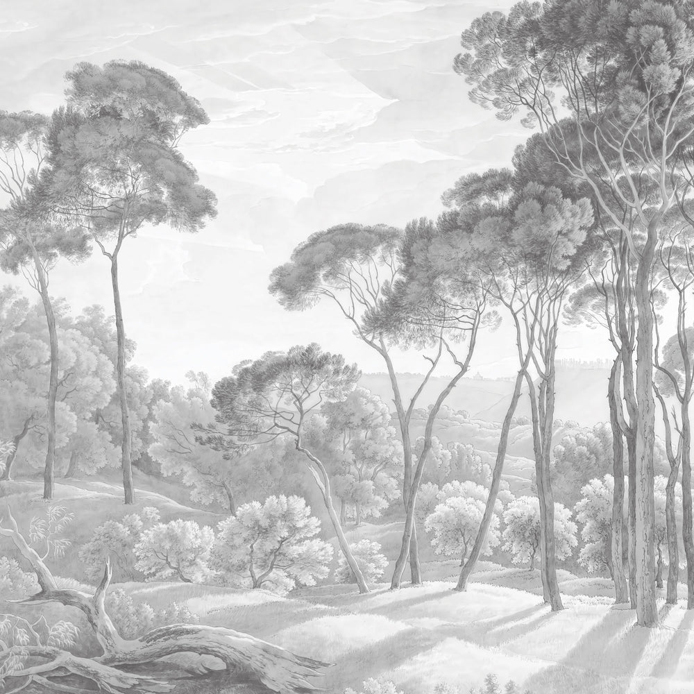 Umbrella Pines Study - Pale Ash