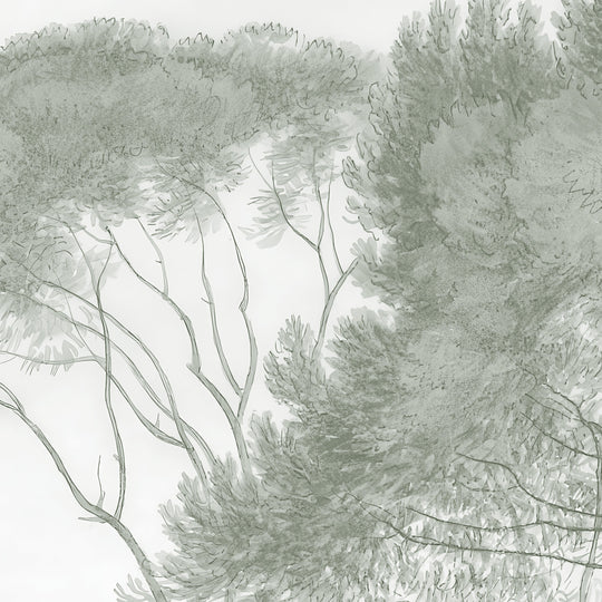 Umbrella Pines Study - Silver Sage