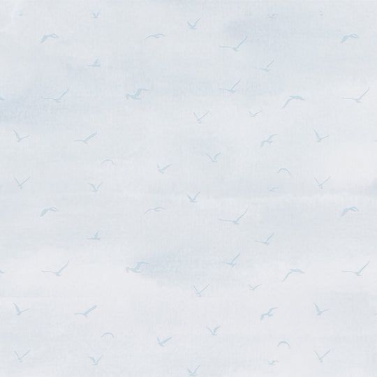 Fairy Terns