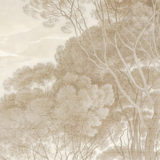 Umbrella Pines Study - Dusty Silk