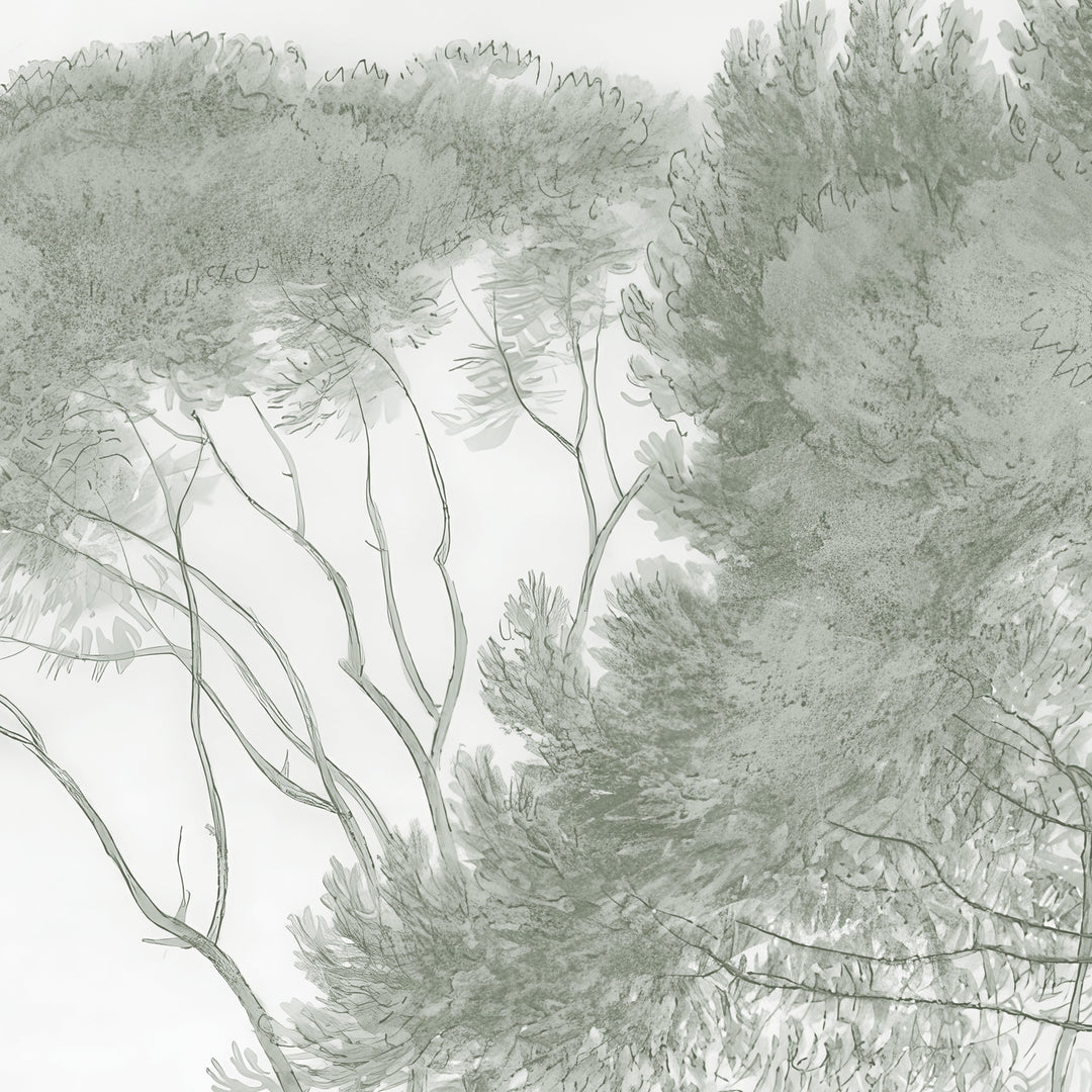 Umbrella Pines Study - Silver Sage