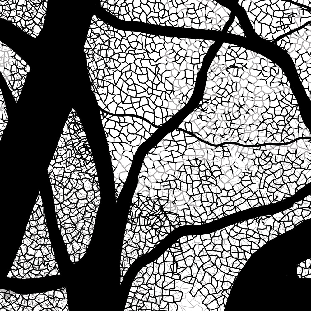 Black Oak