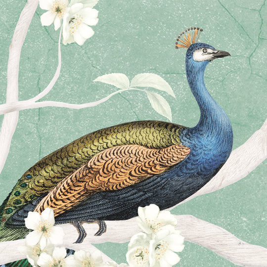 A Pride of Peacocks - Sage