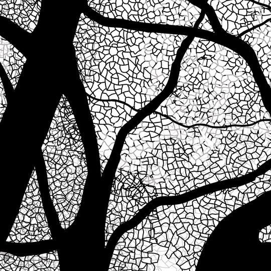 Black Oak