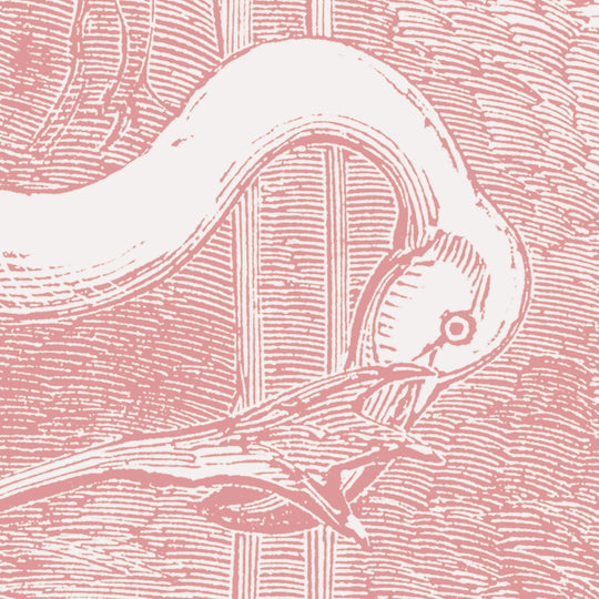 Regent Park Flamingos