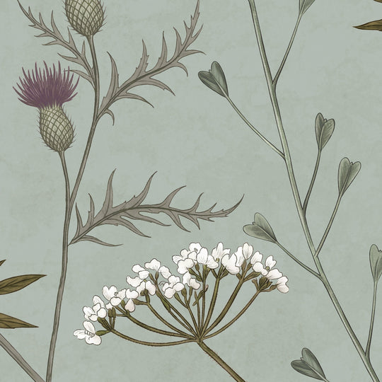 Whispering Thistle on Eucalyptus