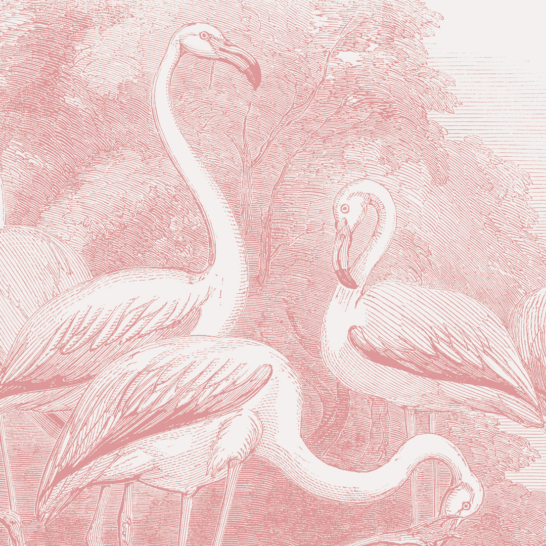 Regent Park Flamingos