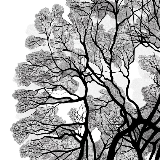 Black Oak