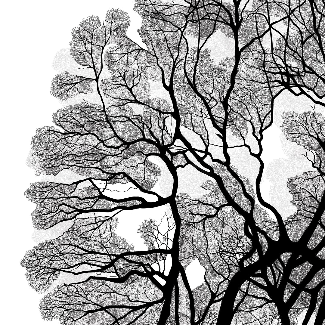 Black Oak