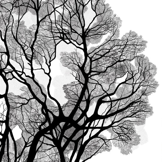 Black Oak