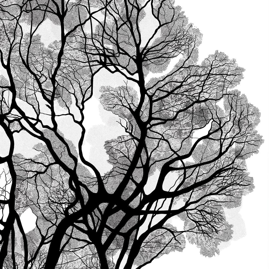 Black Oak
