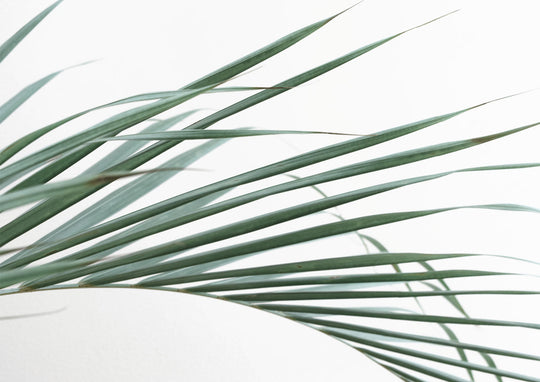 Palm Leaves on White