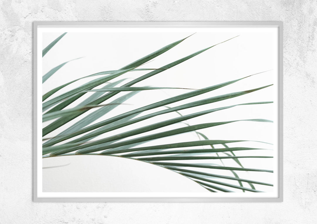 Palm Leaves on White