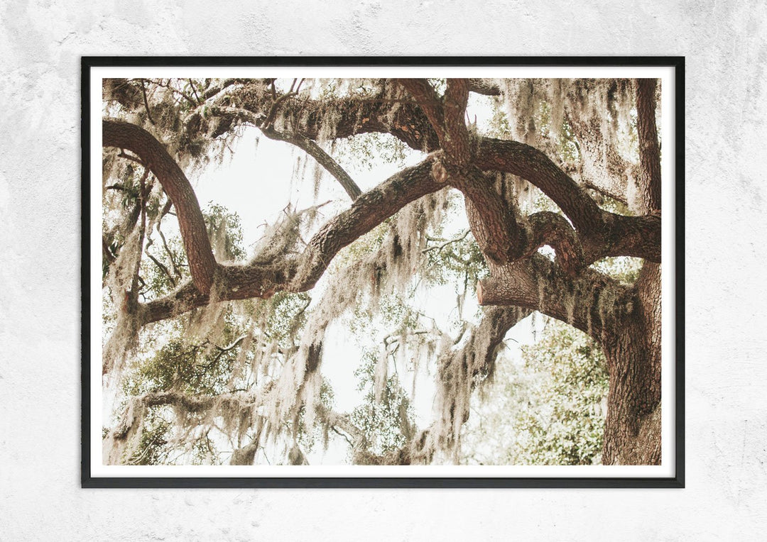 Savannah Swamp Tree