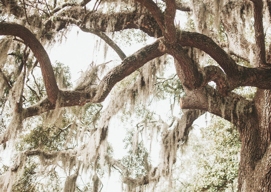Savannah Swamp Tree