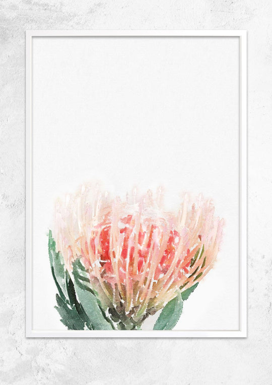 Watercolour Pincushion Protea