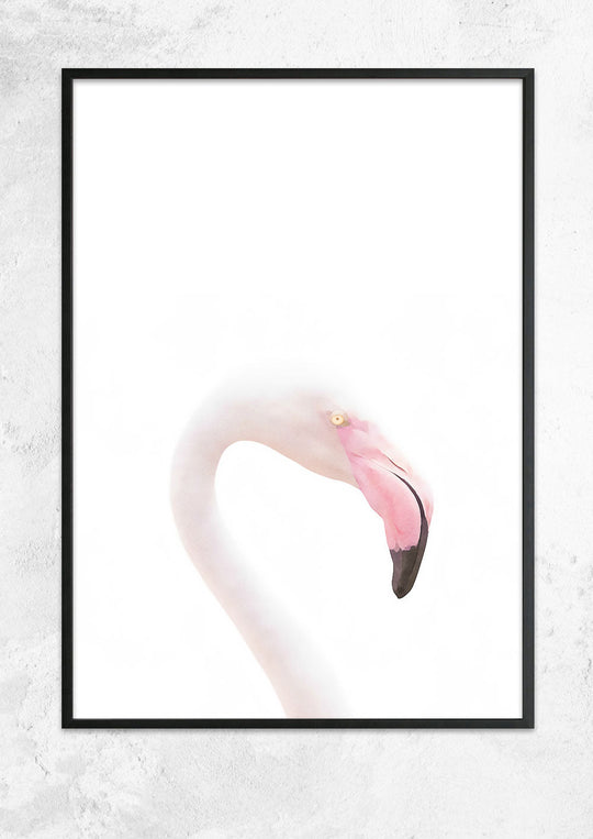 Flamingo Study