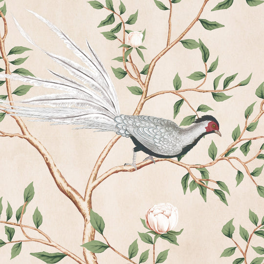 Silver Pheasant-Oriental Blush