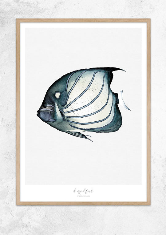 Marine Life Series - Angelfish