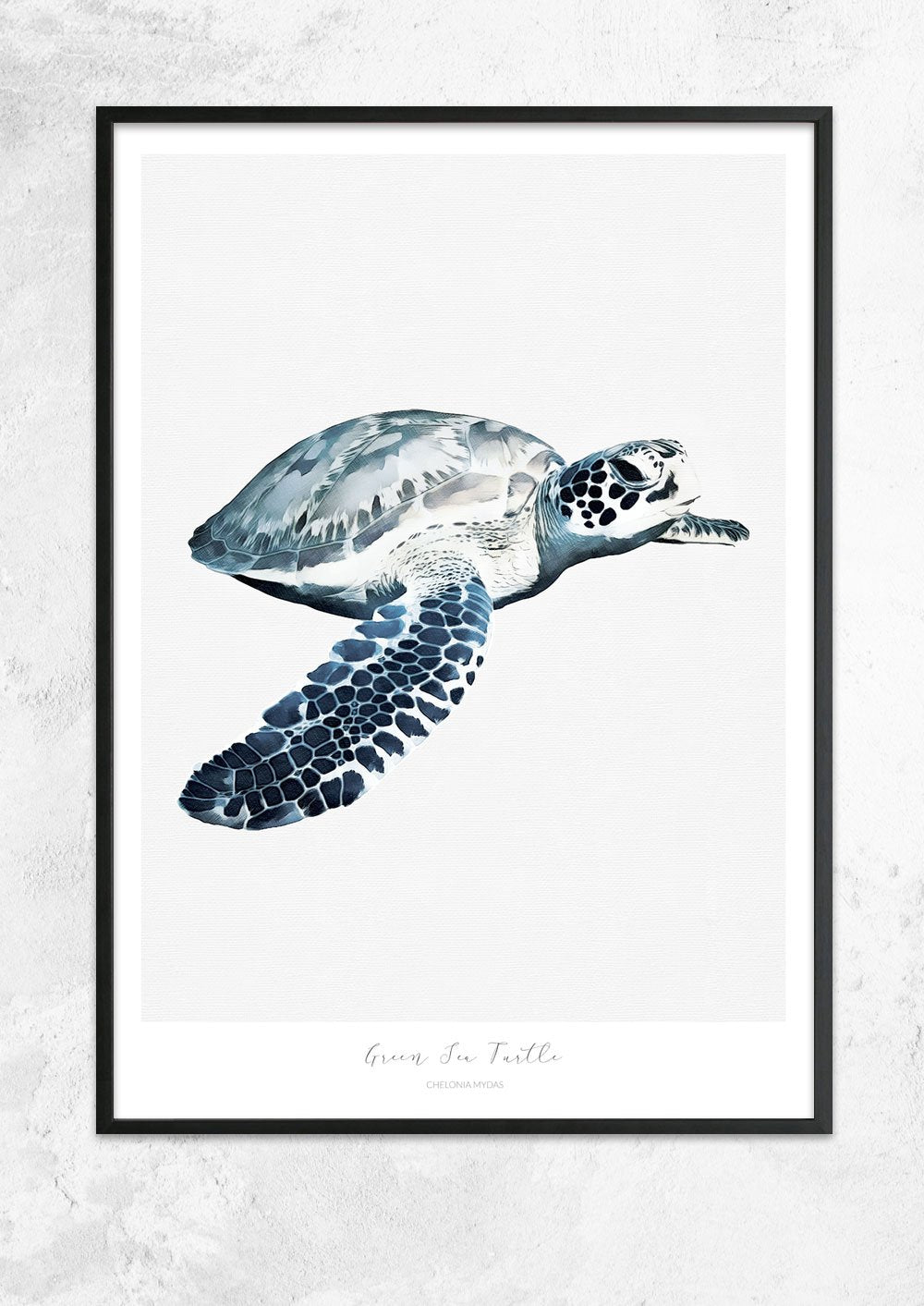 Marine Life Series - Green Sea Turtle