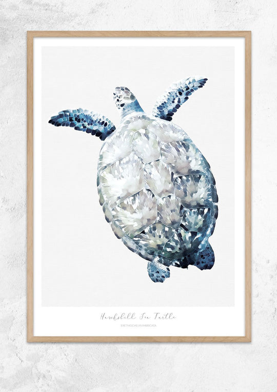 Marine Life Series - Hawksbill Sea Turtle