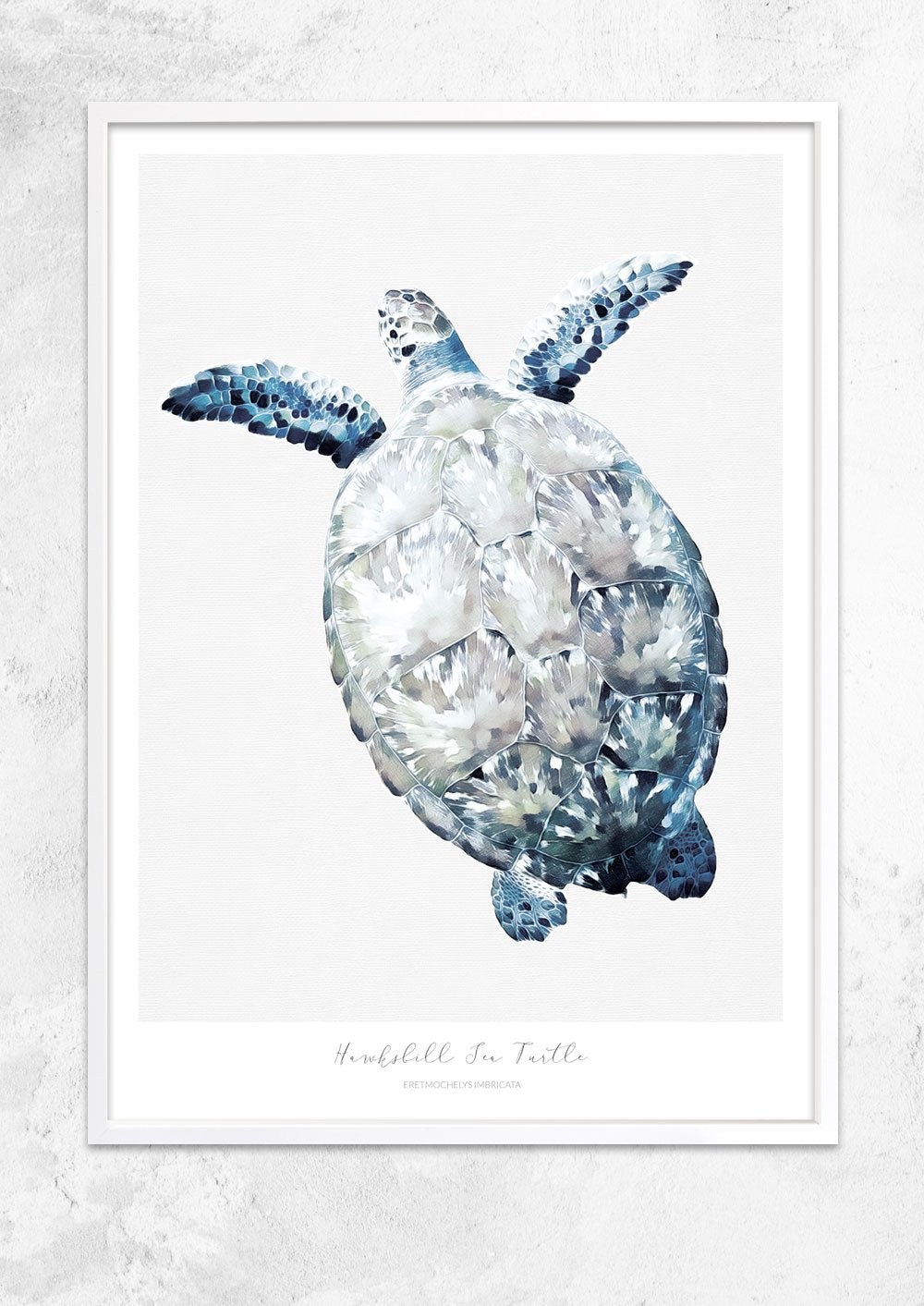 Marine Life Series - Hawksbill Sea Turtle