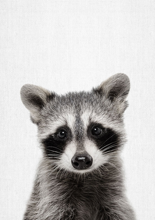 Nursery Animals - Raccoon