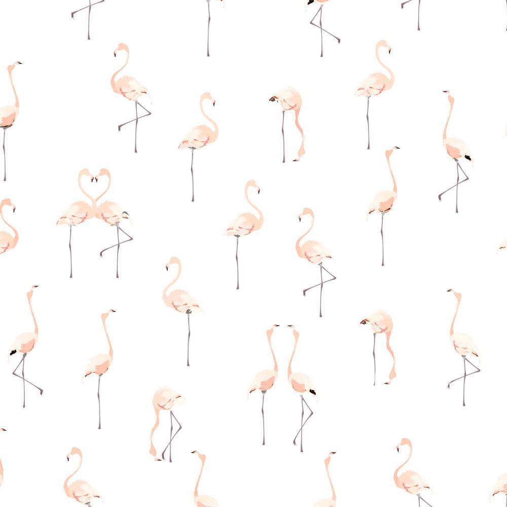 Pink Flamingos on White